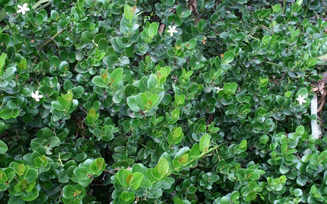 Carissa macrocarpa ‘Emerald Star’