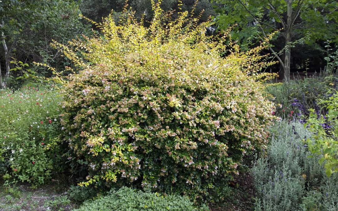 Abelia grandiflora ‘Francis Mason’