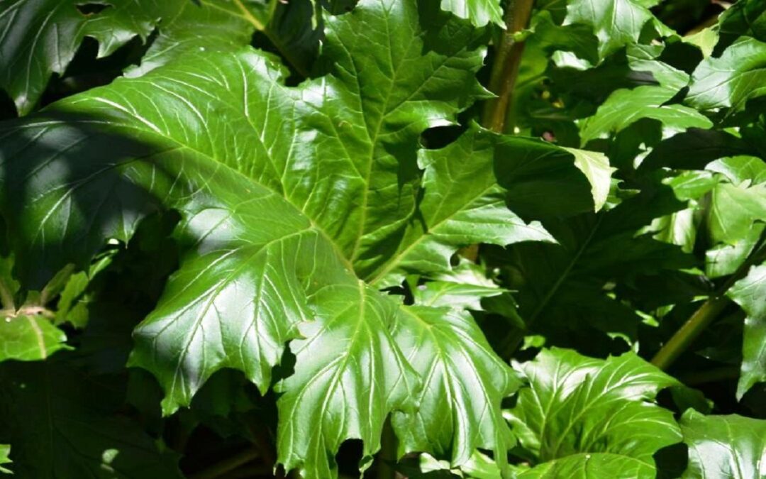 Acanthus mollis