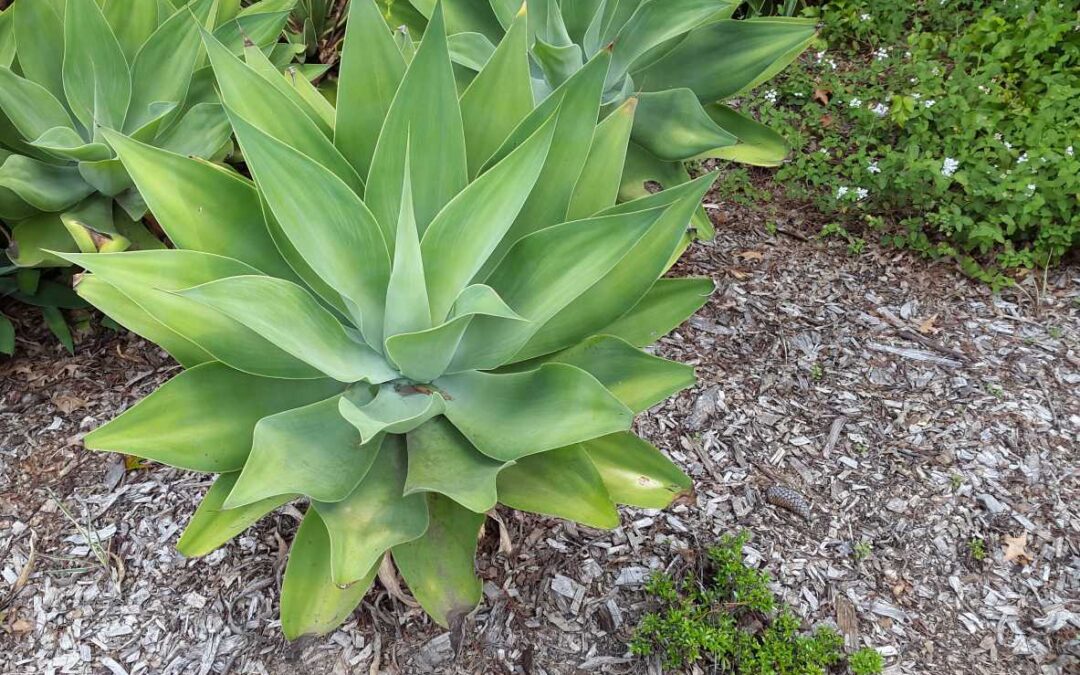 Agave attenuata