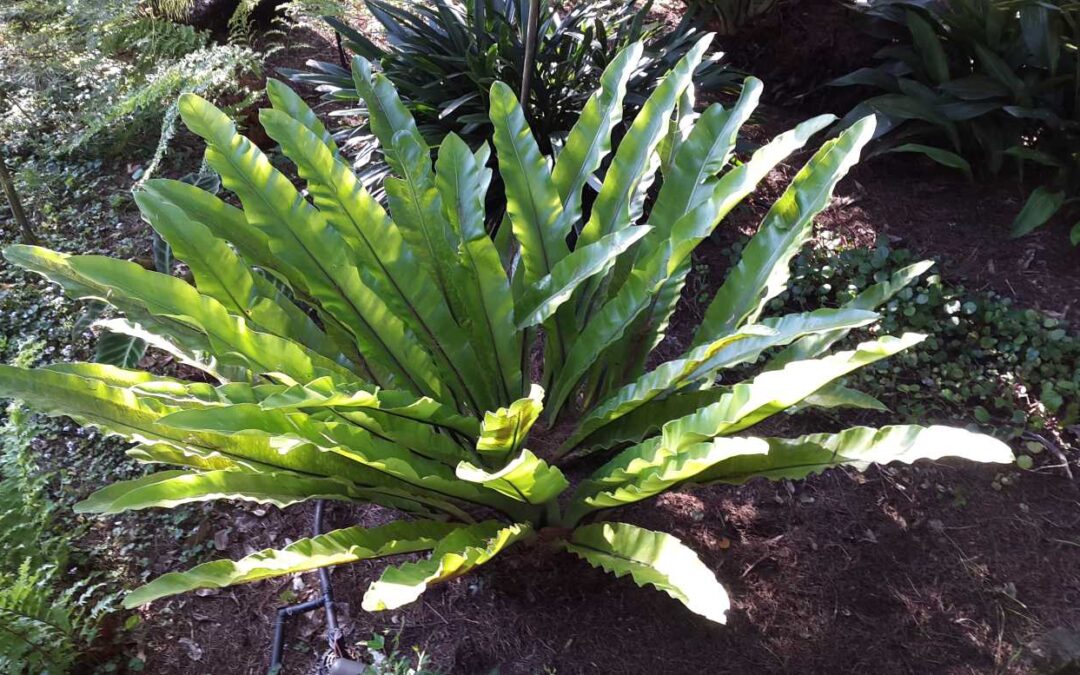 Asplenium nidus