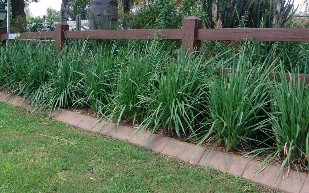 Dianella caerulea ‘King Alfred’