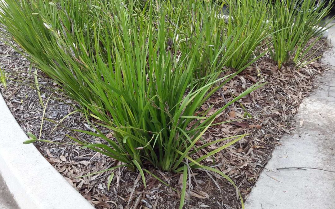 Dietes grandiflora