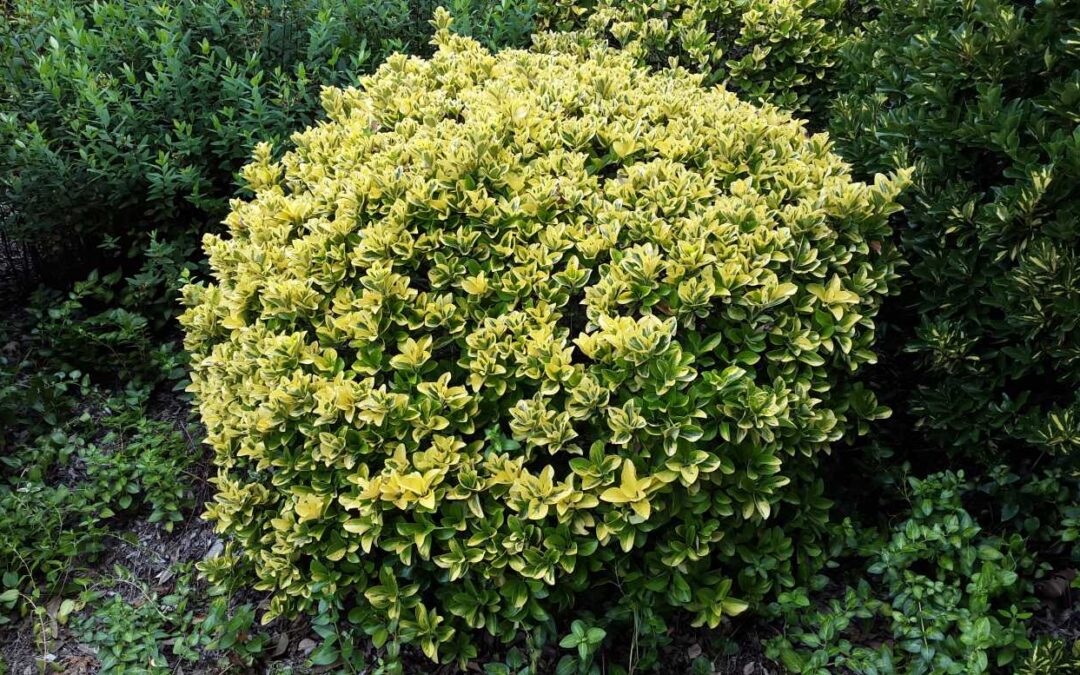 Euonymus japonicus ‘Aureomarginatus’