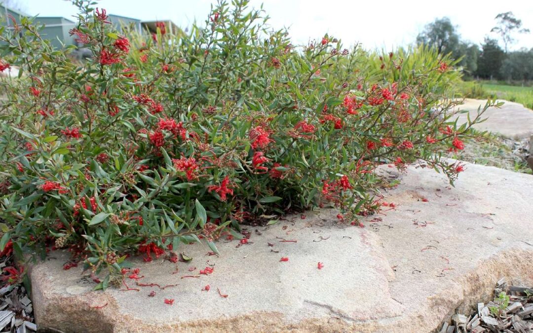 Grevillea ‘Cherry Cluster’