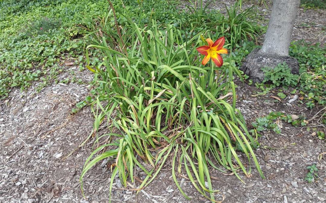 Hemerocallis Red