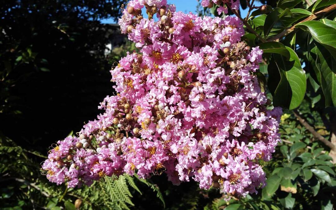 Lagerstroemia Indian Summer ‘Biloxi’