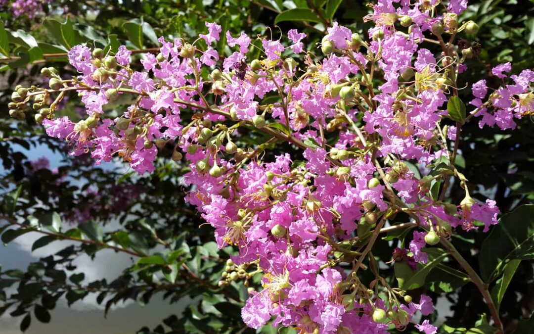 Lagerstroemia Indian Summer ‘Lipan’