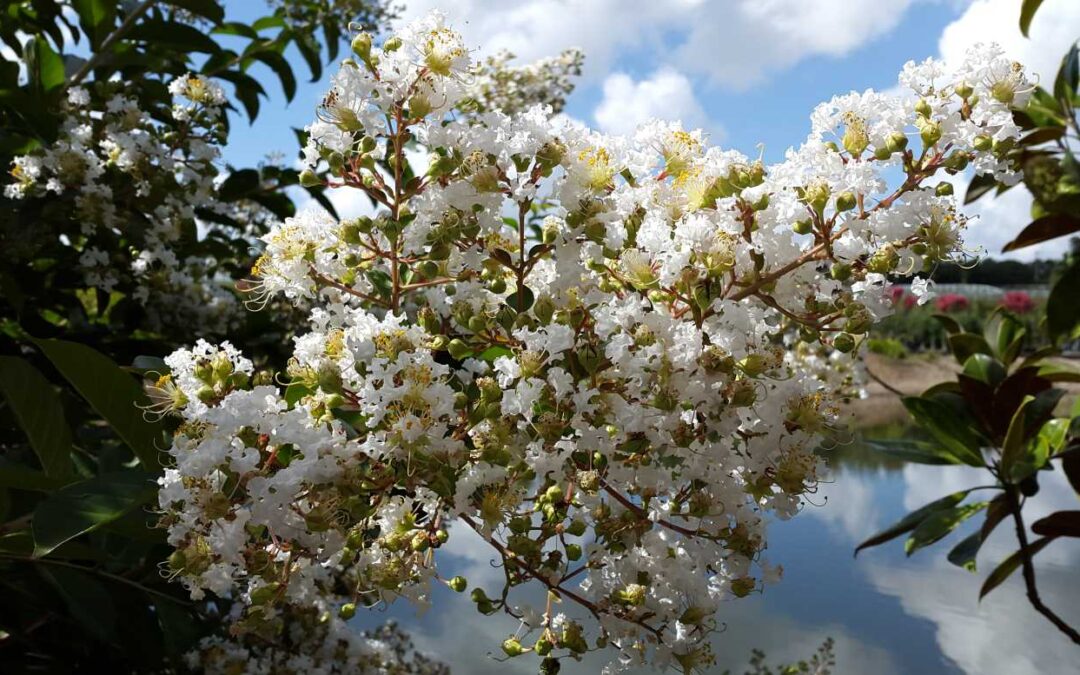 Lagerstroemia Indian Summer ‘Natchez’