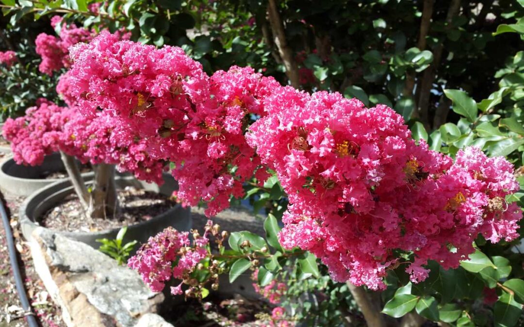 Lagerstroemia Indian Summer ‘Tuscarora’