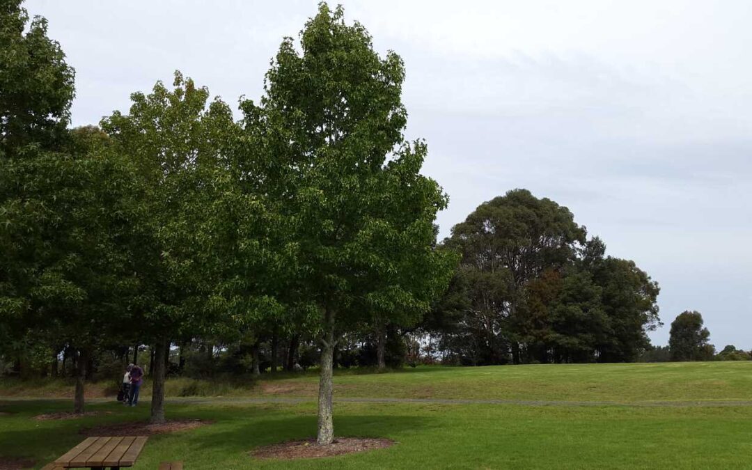 Liquidambar styraciflua