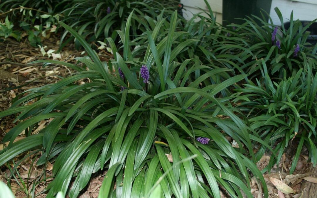 Liriope muscari ‘Royal Purple’