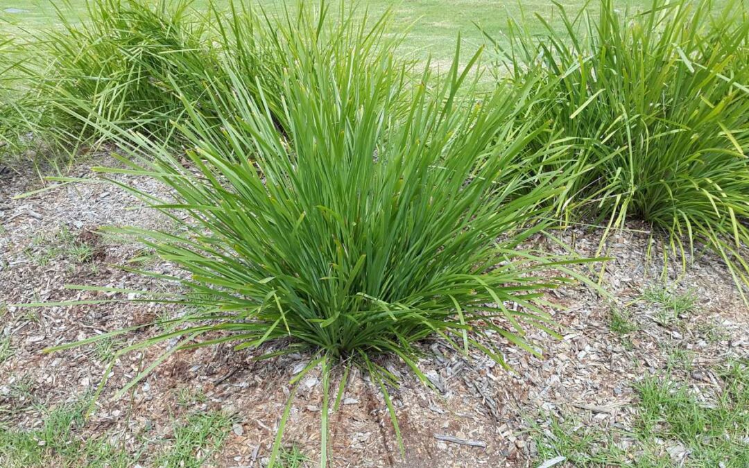 Lomandra longifolia