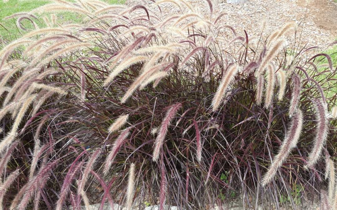 Pennisetum advena ‘Rubrum’