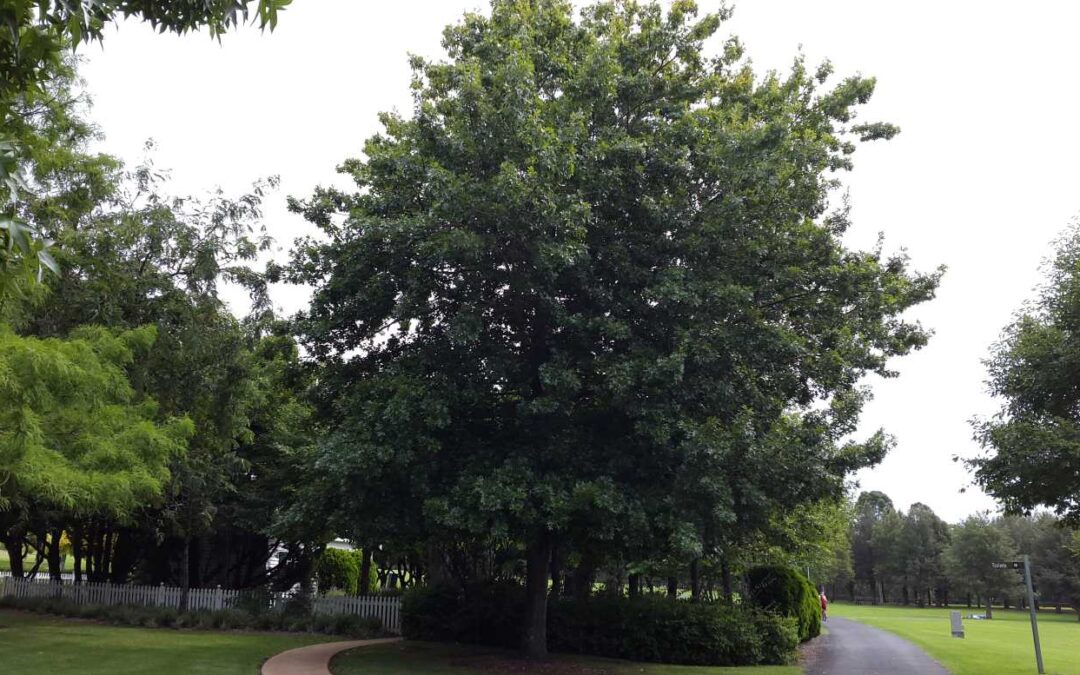 Quercus palustris