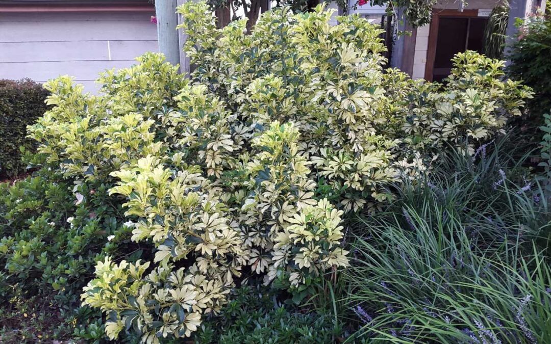 Schefflera arboricola ‘Jacqueline’