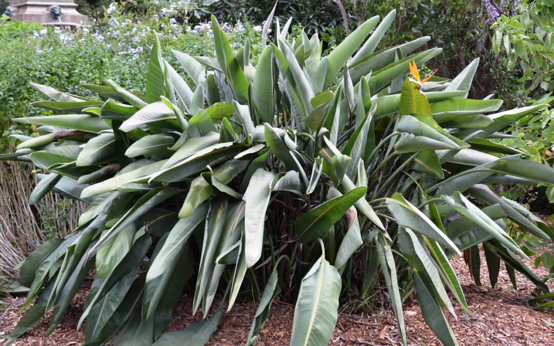 Strelitzia reginae