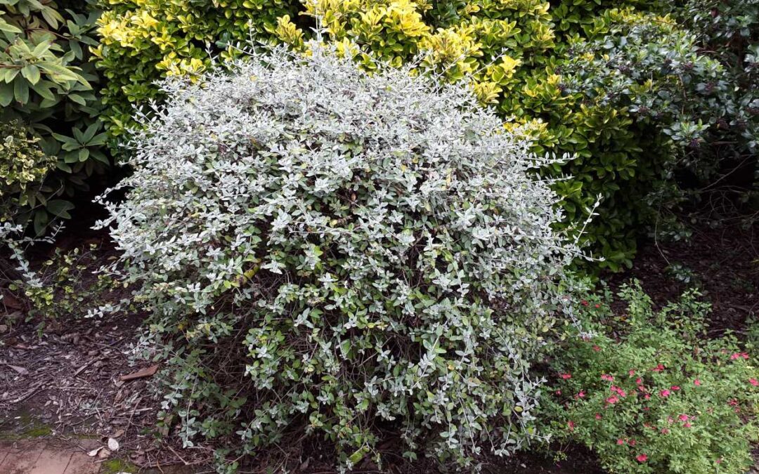 Teucrium fruticans