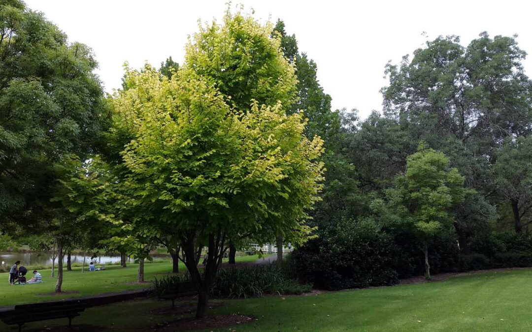 Ulmus glabra ‘Lutescens’