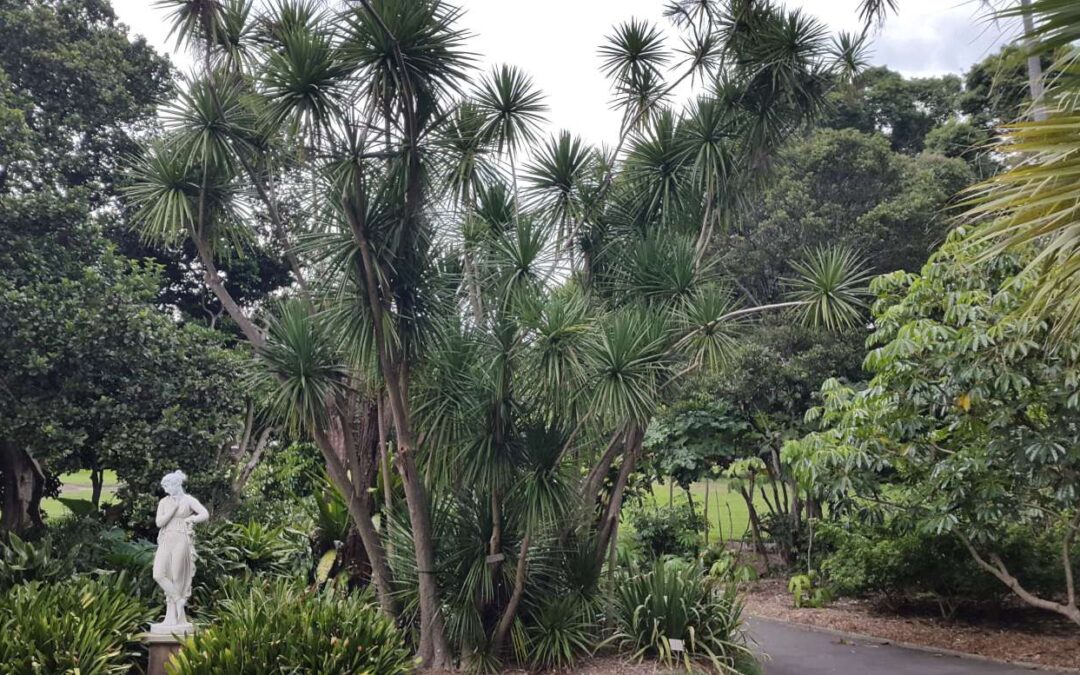 Cordyline australis