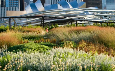 Trending: Meadow Garden Designs in Australia